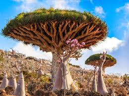 جزیره سقطری یمن 